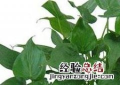 滴水观音的养殖方法与作用视频 滴水观音的养殖方法与作用
