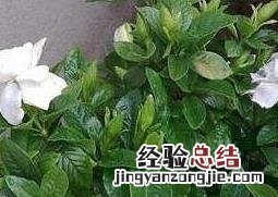 栀子花叶子发黄是什么原因 地栽栀子花叶子发黄是什么原因