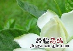 栀子花叶子发黄是什么原因 地栽栀子花叶子发黄是什么原因