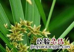 旱伞草图片 旱伞草图片价格