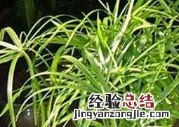 旱伞草图片 旱伞草图片价格