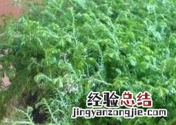 翠云草的养殖方法 翠云草盆栽的养殖方法