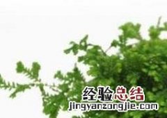翠云草的养殖方法 翠云草盆栽的养殖方法