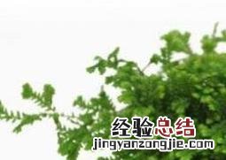 翠云草的养殖方法 翠云草盆栽的养殖方法