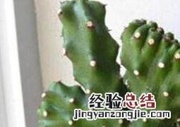 麒麟掌的养殖方法和注意事项 麒麟掌的养殖方法和注意事项麒麒麟山影