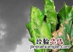 麒麟掌的养殖方法和注意事项 麒麟掌的养殖方法和注意事项麒麒麟山影