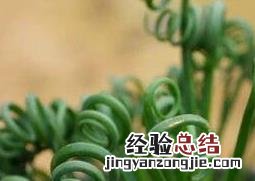 弹簧草怎么种植视频 弹簧草怎么种植