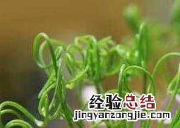 弹簧草怎么种植视频 弹簧草怎么种植