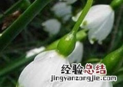 雪片莲和夏雪片莲的区别 夏雪片莲的作用与功效