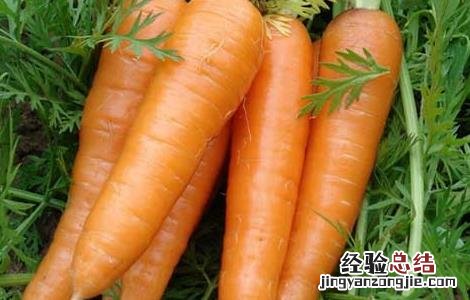 胡萝卜的功效与作用及禁忌