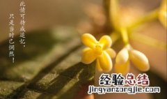 只是当时已惘然已的意思 只是当时已惘然原文