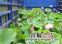 旱荷花的养殖方法和注意事项 旱荷花的养殖方法和注意事项视频