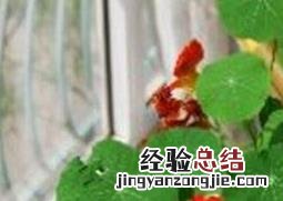 旱荷花的养殖方法和注意事项 旱荷花的养殖方法和注意事项视频