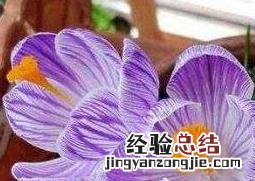 番红花的养殖方法和注意事项 彼岸花怎么养 番红花的养殖方法和注意事项