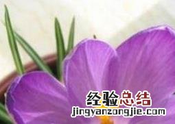 番红花的养殖方法和注意事项 彼岸花怎么养 番红花的养殖方法和注意事项
