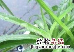 天兰草的作用及药用价值 天兰草的作用及药用价值与功效