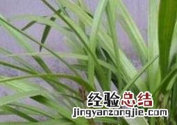 天兰草的作用及药用价值 天兰草的作用及药用价值与功效