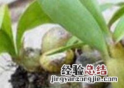 石串莲怎么养才能开花 石串莲怎么养