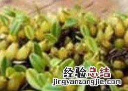 石串莲怎么养才能开花 石串莲怎么养