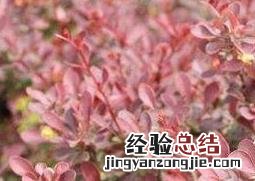 紫叶小檗的用途和应用 紫叶小檗作用