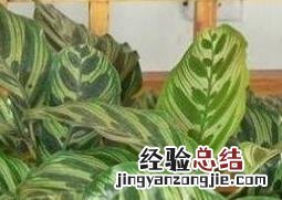 绒叶肖竹芋的养殖方法和注意事项 肖竹芋怎么养