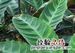 绒叶肖竹芋的养殖方法和注意事项 肖竹芋怎么养