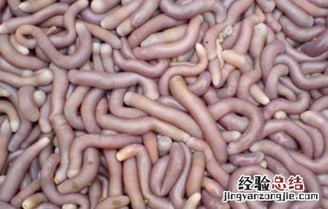 沙虫的功效与作用 沙虫干的功效与作用