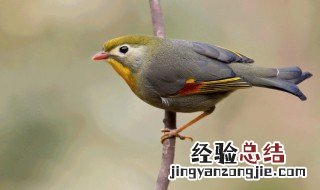 介绍小鸟的特点是什么 小鸟的特点是什么