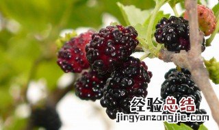 女人吃桑葚的好处与功效 女人吃桑葚的好处
