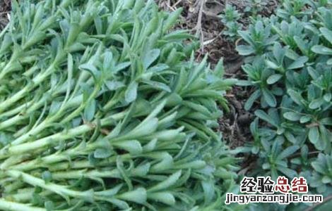 救心菜的功效与作用 救心菜的功效与作用图片