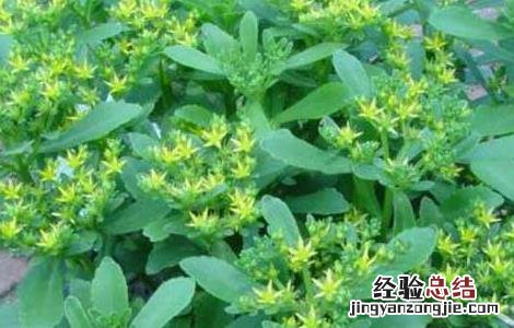 救心菜的功效与作用 救心菜的功效与作用图片