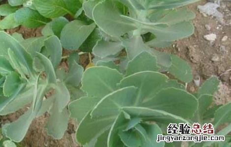 救心菜的功效与作用 救心菜的功效与作用图片