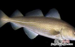 深海鳕鱼的营养价值 鳕鱼的营养价值
