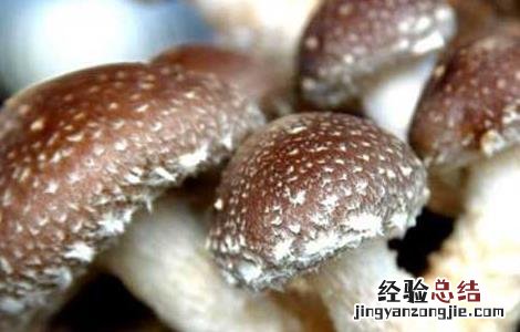 蘑菇的功效与作用禁忌 蘑菇的功效与作用