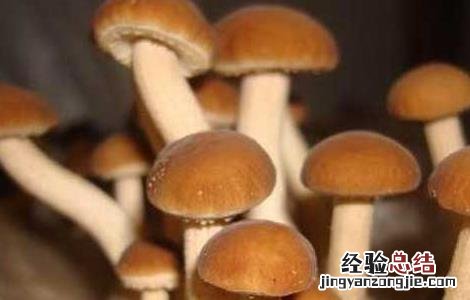 蘑菇的功效与作用禁忌 蘑菇的功效与作用