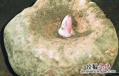 魔芋的功效与作用及副作用 魔芋的功效与作用