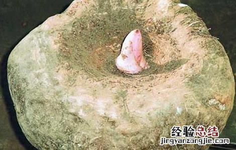 魔芋的功效与作用及副作用 魔芋的功效与作用