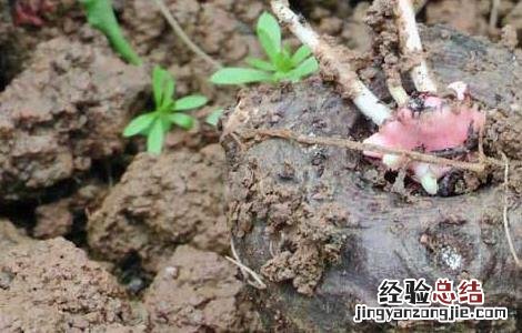 魔芋的功效与作用及副作用 魔芋的功效与作用