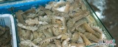 活虾爬子能冷冻储存吗 虾爬子能不能活着冷冻