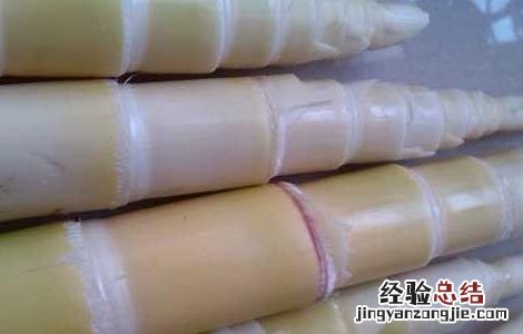 苦竹笋的功效与作用 苦竹笋的功效与作用及禁忌