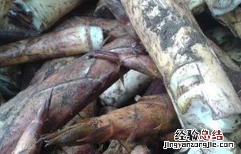 苦竹笋的功效与作用 苦竹笋的功效与作用及禁忌