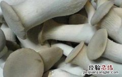 鸡腿菇的营养价值 鸡腿菇的营养价值桑堪和枇杷可以一起吗