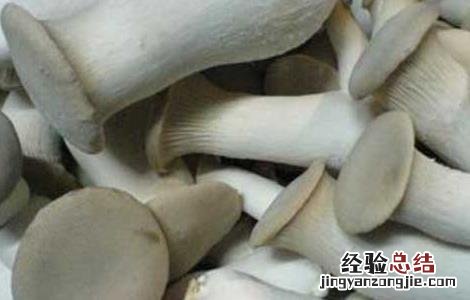 鸡腿菇的营养价值 鸡腿菇的营养价值桑堪和枇杷可以一起吗
