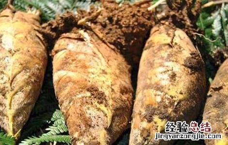 冬笋的营养价值 冬笋的营养价值及功效
