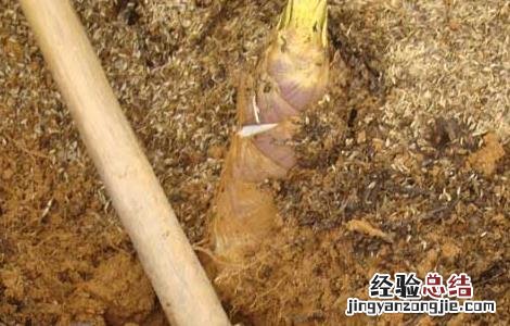 冬笋的营养价值 冬笋的营养价值及功效