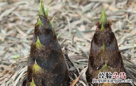 春笋的营养价值高吗 春笋的营养价值