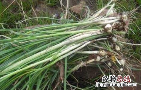 野葱的功效与作用及营养价值 野葱的功效与作用