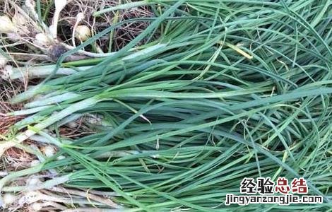 野葱的功效与作用及营养价值 野葱的功效与作用