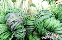 野葱的功效与作用及营养价值 野葱的功效与作用