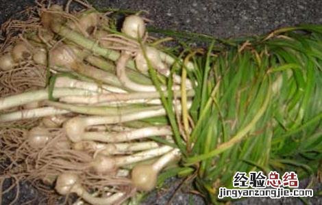 野葱的功效与作用及营养价值 野葱的功效与作用